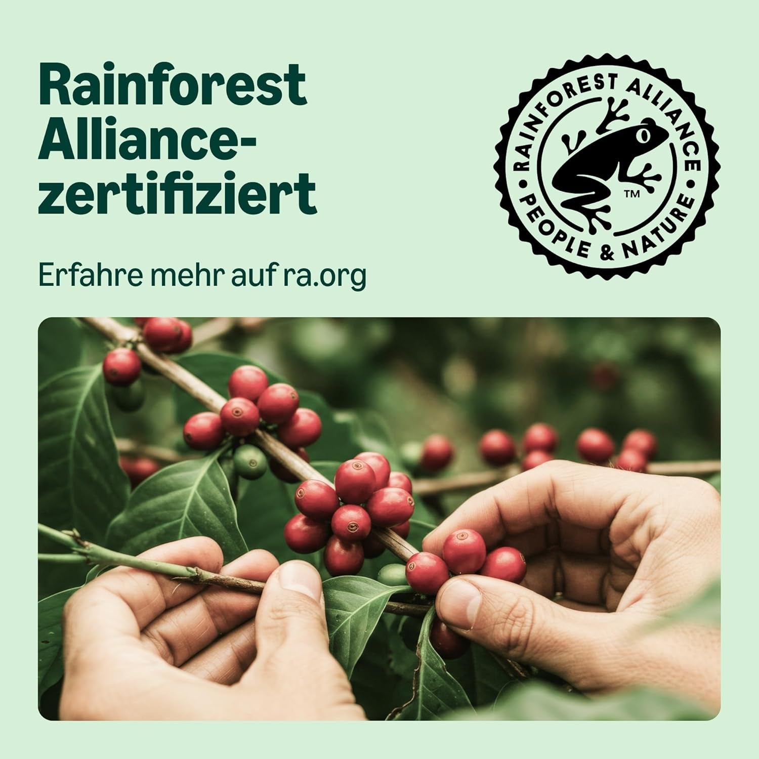 av Amazon Lungo Aluminium-Kaffeekapseln, kompatibel med Nespresso, mittelgeröstet, 100 Stück (5 Packungen mit je 20 Stück) – Rainforest Alliance zertifiziert