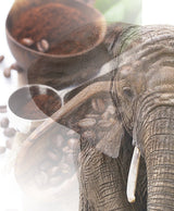 Jumbo Kaffee | Elefantenkaffee Maragogype (1000 g, Whole Bohnen) - Die größten Bohnen der Welt, ohne Säure, extra mild