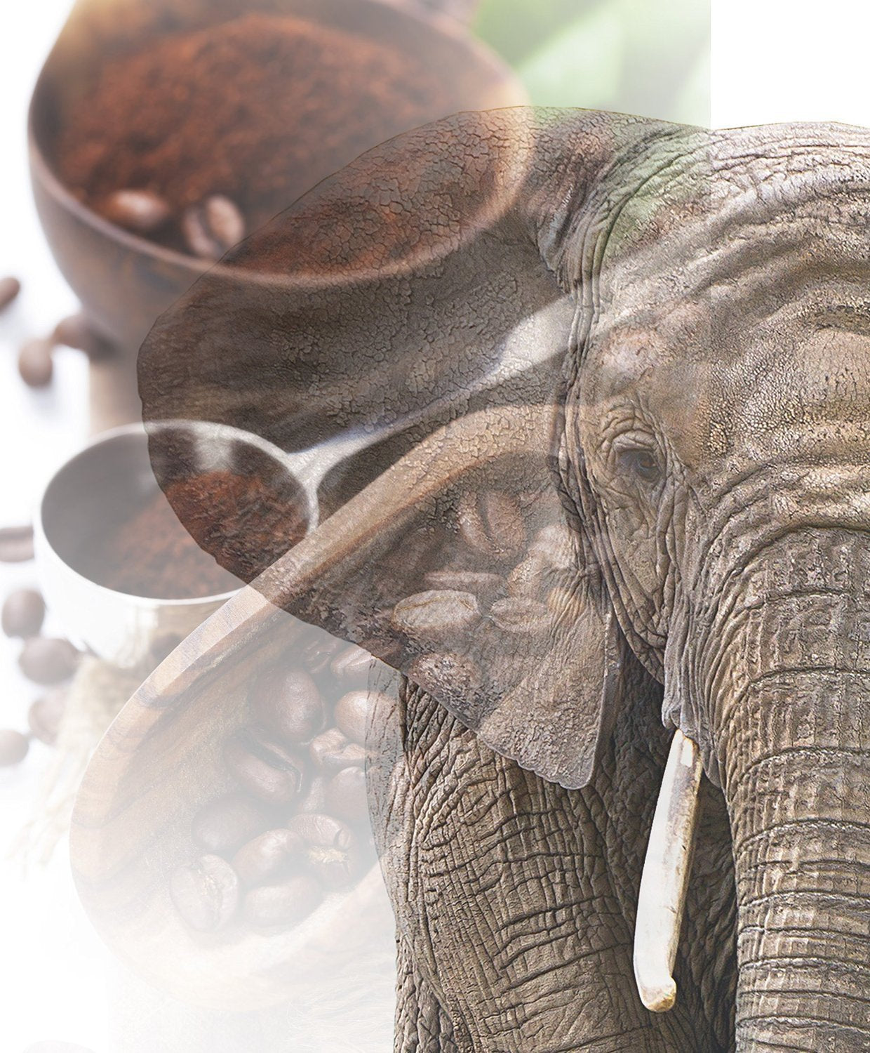 Jumbo Kaffee | Elefantenkaffee Maragogype (1000 g, Whole Bohnen) - Die größten Bohnen der Welt, ohne Säure, extra mild