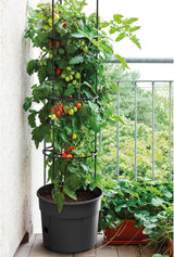 Prosperplast tomatplantakrukor med spaljé – Kraftig plastkruka | Antracit | Väder- och UV-beständig | 29,5 x 115,2 cm | Perfekt för trädgården och terrassen