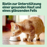 Amazon Mixed Selection våtfoder för unga katter i gelé 1,2 kg (12 100 g påsar)