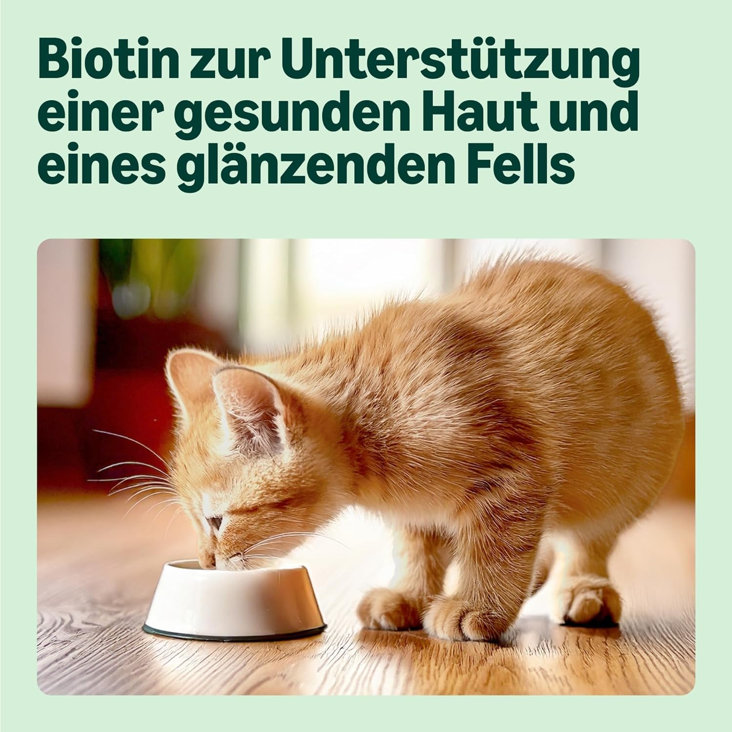 Amazon Mixed Selection våtfoder för unga katter i gelé 1,2 kg (12 100 g påsar)