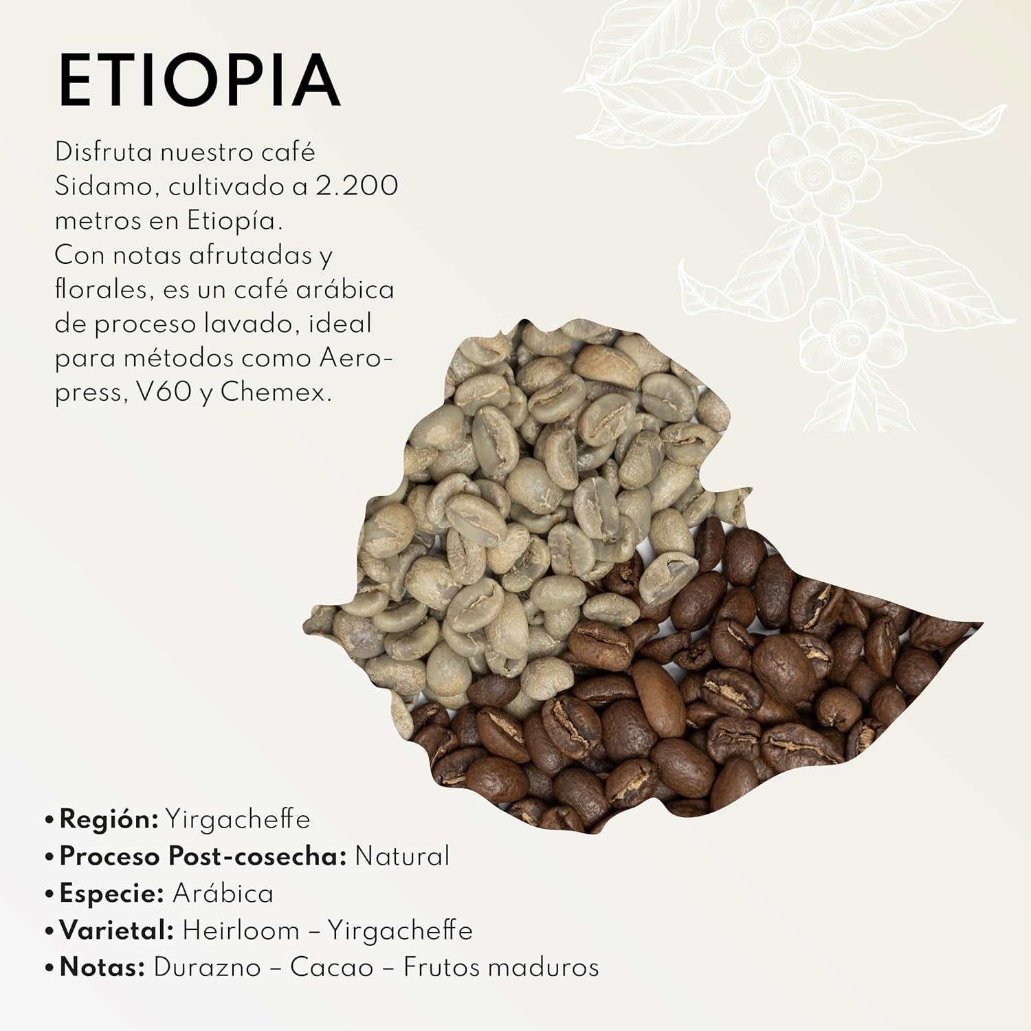 Boconó Specialty Coffee Ethiopia 100% Arabica, mellanrostat, 1 kg - Perfekt för V60, Chemex, Kalita, etc.
