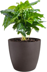 elho The Coffee Collection, rund inomhuskanna, 18 cm, gjord av kaffesump och återvunnen plast - brun/espressobrun