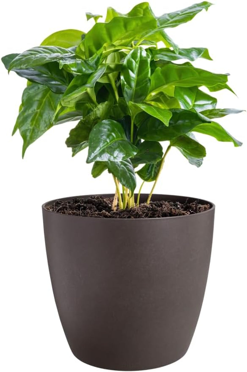 elho The Coffee Collection, rund inomhuskanna, 18 cm, gjord av kaffesump och återvunnen plast - brun/espressobrun