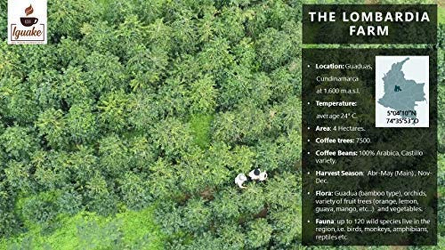 Iguaque kaffe 1000gr | Premium Kaffee ganze Bohnen 100% Arabica från Colombia | Familienbetrieb - Single Origin Kaffeebohnen - Nachhaltige eigene Plantage im Hochland - Kräftiges Aroma