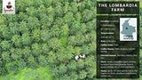 Iguaque kaffe 1000gr | Premium Kaffee ganze Bohnen 100% Arabica från Colombia | Familienbetrieb - Single Origin Kaffeebohnen - Nachhaltige eigene Plantage im Hochland - Kräftiges Aroma