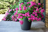 PLAST? Blomkruka i plast, 76L, levande färger, Zen, B 60 cm x H 47 cm