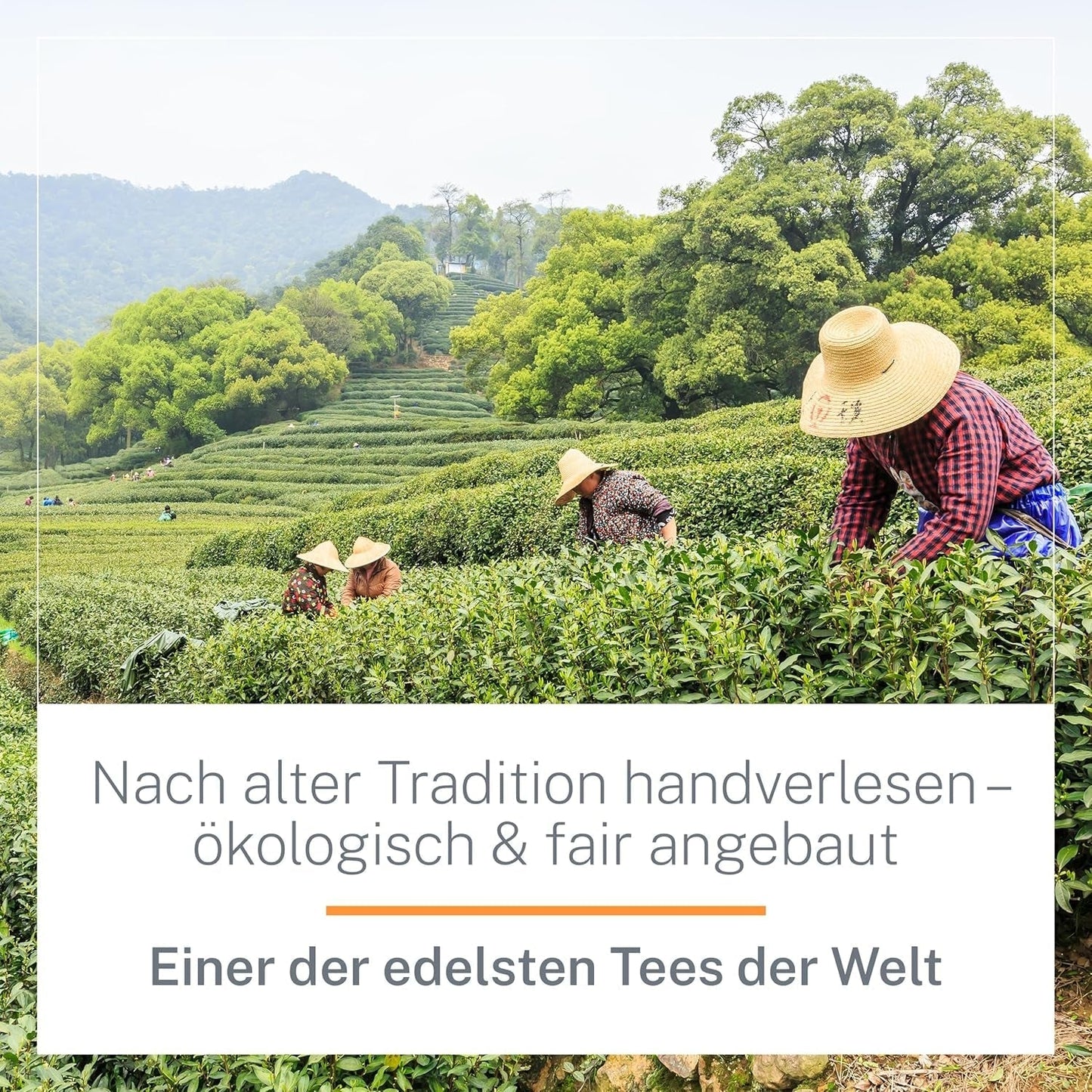 Ti Guan Yin Bio Oolong Tea 100g - Högkvalitativt ekologiskt Oolong-te från Kina - Wu Long (ceremoniell kvalitet) - För teälskare och kännare - Mycupoftea