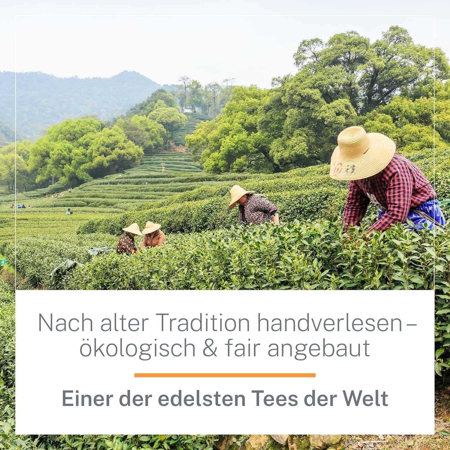 Ti Guan Yin Bio Oolong Tea 100g - Högkvalitativt ekologiskt Oolong-te från Kina - Wu Long (ceremoniell kvalitet) - För teälskare och kännare - Mycupoftea
