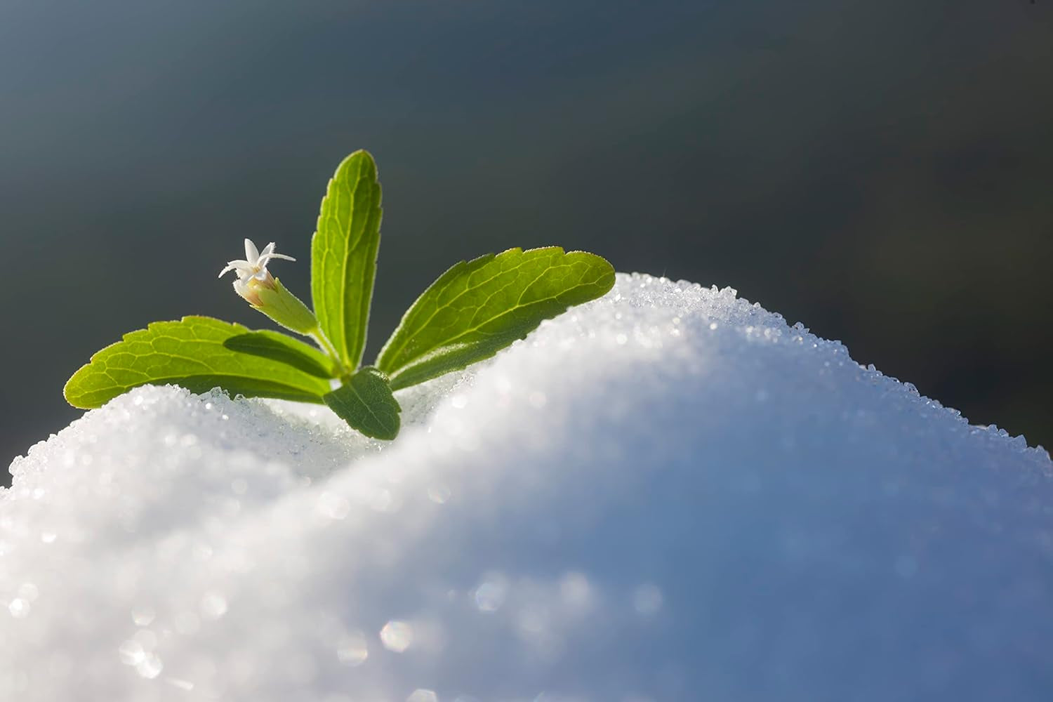 Stevia 1:1 (Erythrit - Stevia) - Natürlicher Zuckerersatzstoff, 1000 G Sweeteners Naty Shop