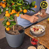 LECHUZA Classico Color ECO 35 ljusgrå blomkruka med bevattningssystem och vattennivåindikator | Tillverkad av 100 % återvunnen plast | Matt finish | Ø 34,5 x 32,5 cm | 18930