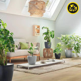 Planteringskärl LECHUZA Classico Color ECO 60 Mörkgrå | Planteringskärl med bevattningssystem och vattennivåindikator | Tillverkad av 100 % återvunnen plast | Matt finish | Ø 60 x 55,5 cm | 18955
