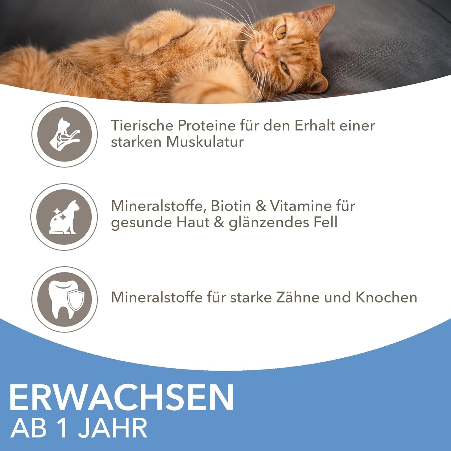 IAMS Delights Sea Collection Katzenfutter Nass - Multipack mit Fisch Sorten (Lachs, Thunfisch, Makrill, Seefisch) i sås, Nassfutter für Katzen från 1 Jahr, 12 x 85g
