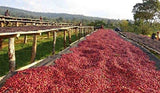Koffeinfria kaffebönor 1 kg naturlig 100% - Espresso Intensiv smak från Colombia och Brasilien.