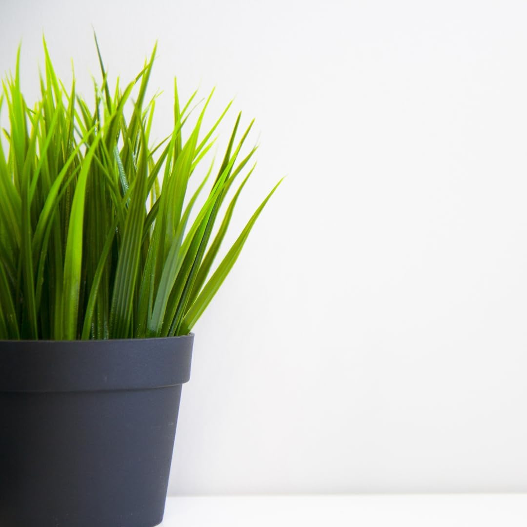 Liten plastkruka - diameter 12 cm, lätt och hållbar, perfekt för plantor, sticklingar och krukväxter - slumpmässig färg, Aléatoire