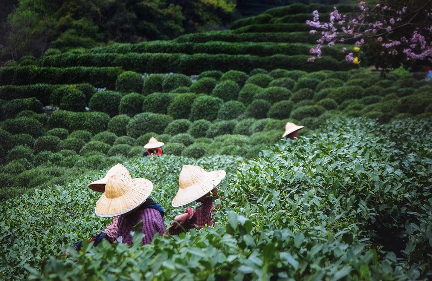 Tie Guan Yin Oolong Tea från Anxi, Kina | Skörd 2025 | Högkvalitativt kinesiskt Oolong-te | Premium kinesiskt te från traditionella plantager 100 g