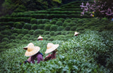 Tie Guan Yin Oolong Tea från Anxi, Kina | Skörd 2025 | Högkvalitativt kinesiskt Oolong-te | Premium kinesiskt te från traditionella plantager 100 g