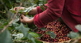 Koffeinfria kaffebönor 1 kg naturlig 100% - Espresso Intensiv smak från Colombia och Brasilien.