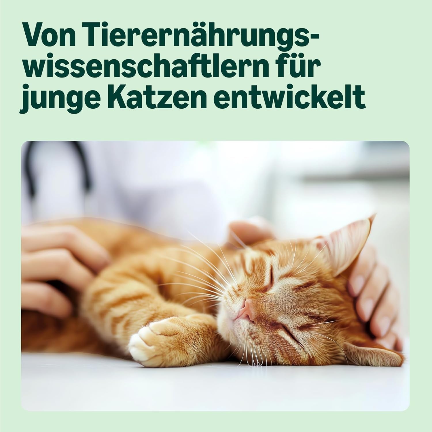 Amazon Mixed Selection våtfoder för unga katter i gelé 1,2 kg (12 100 g påsar)