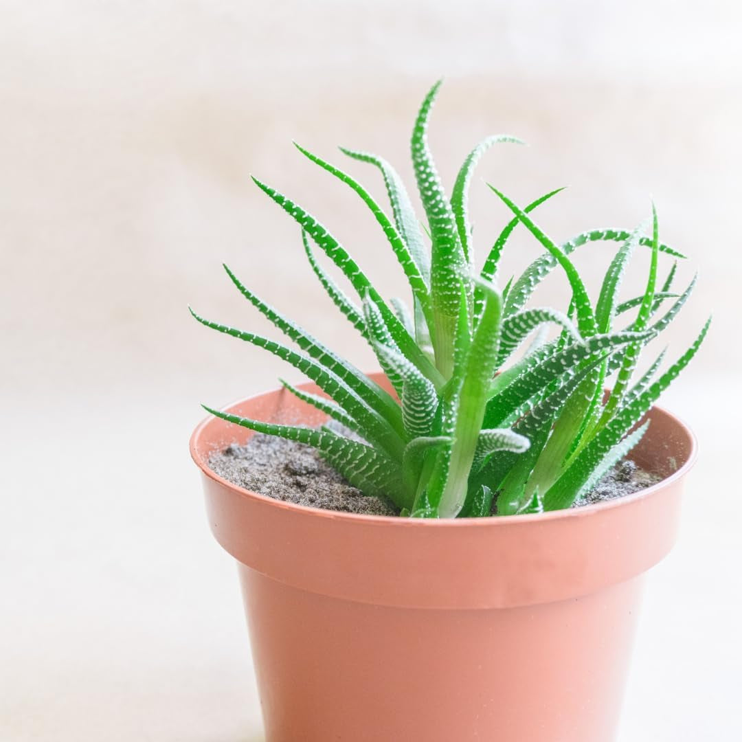 Liten plastkruka - diameter 12 cm, lätt och hållbar, perfekt för plantor, sticklingar och krukväxter - slumpmässig färg, Aléatoire
