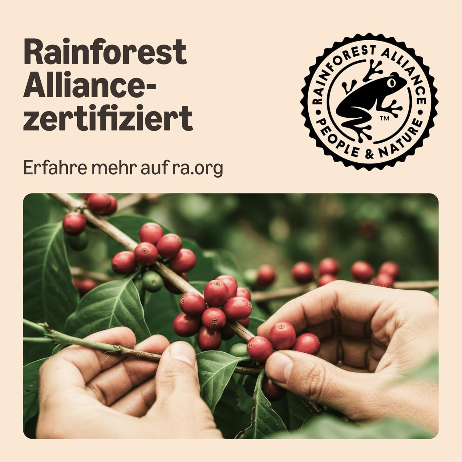 av Amazon Starke Pads, geeignet für Senseo-Maschinen, 36 Stück (1 Packung mit 36 ​​​​Stück) – Rainforest Alliance-zertifiziert
