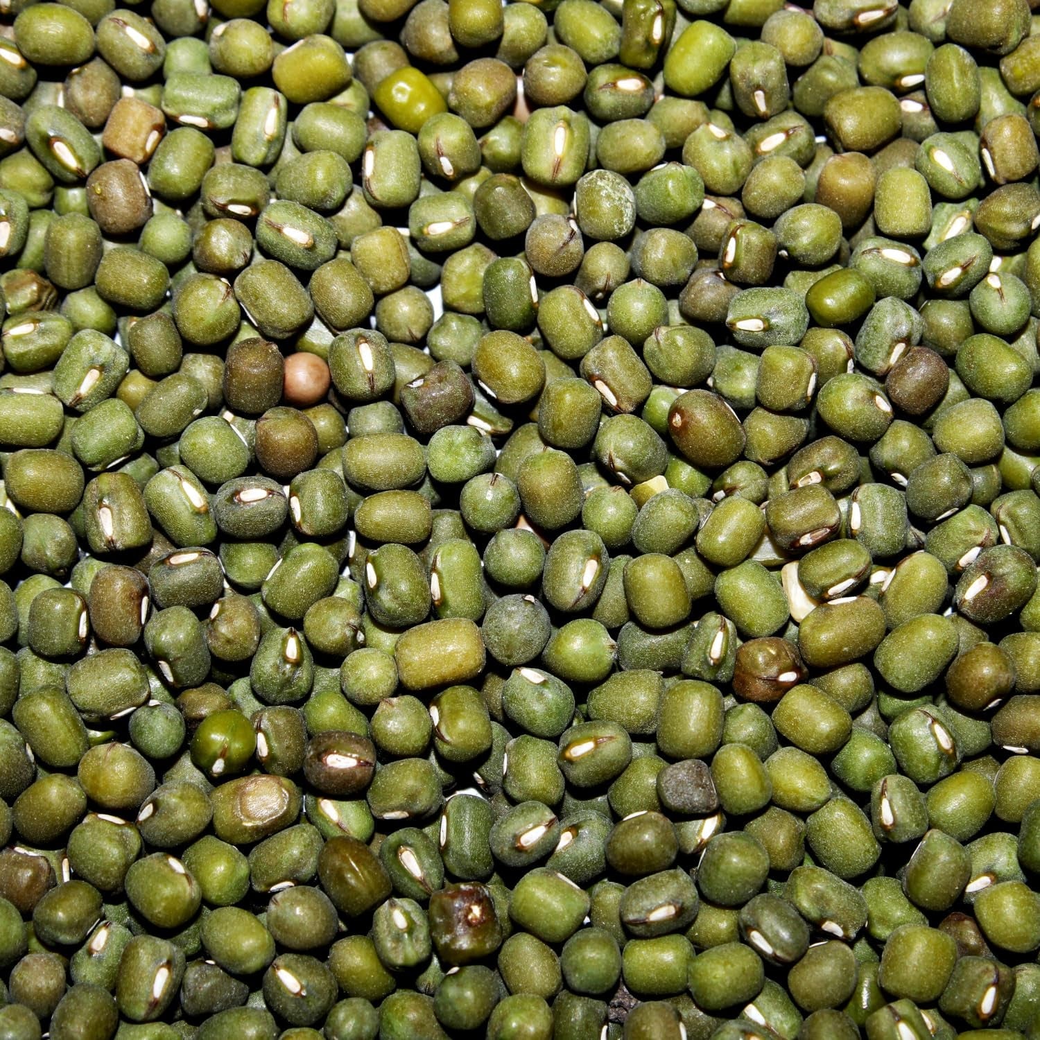 AFROASE - Mung gröna bönor - 1 x 1 kg