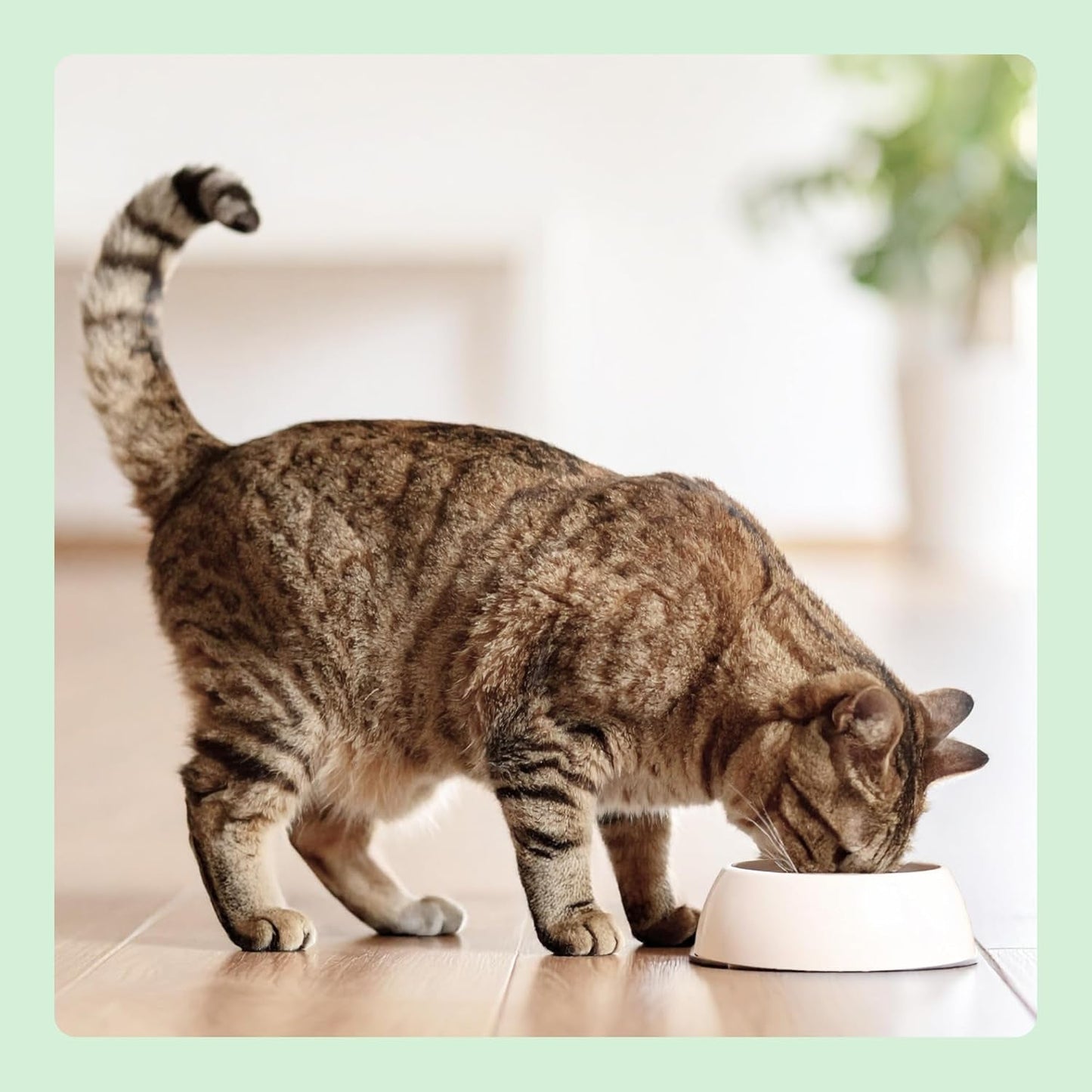 Amazon spannmålsfri våt kattmat på burk kycklingfläckar 12 x 400g