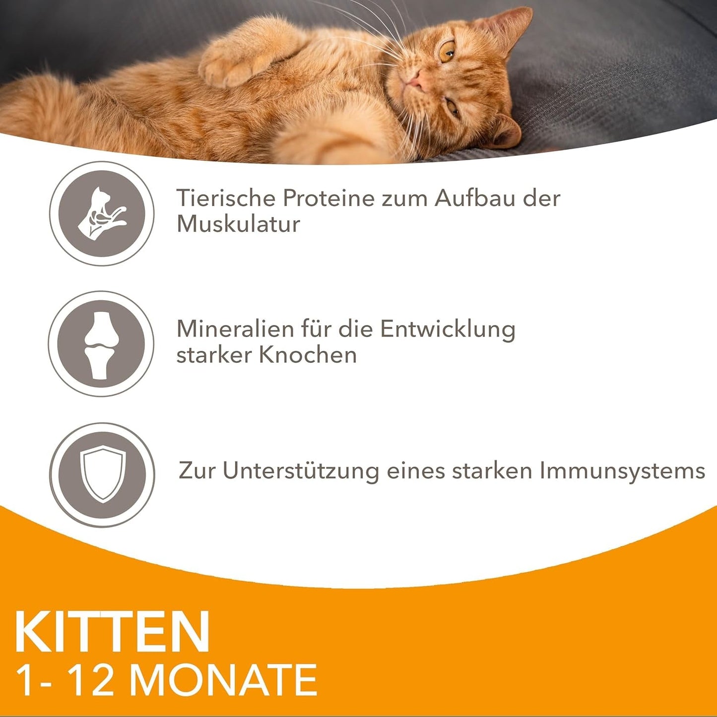IAMS Delights Kitten Nassfutter - Multipack Katzenfutter med Hunn i sås, högkvalitativ Futter für Junior Kätzchen av 1-12 Monate, 12 x 85 g