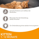 IAMS Delights Kitten Nassfutter - Multipack Katzenfutter med Hunn i sås, högkvalitativ Futter für Junior Kätzchen av 1-12 Monate, 12 x 85 g