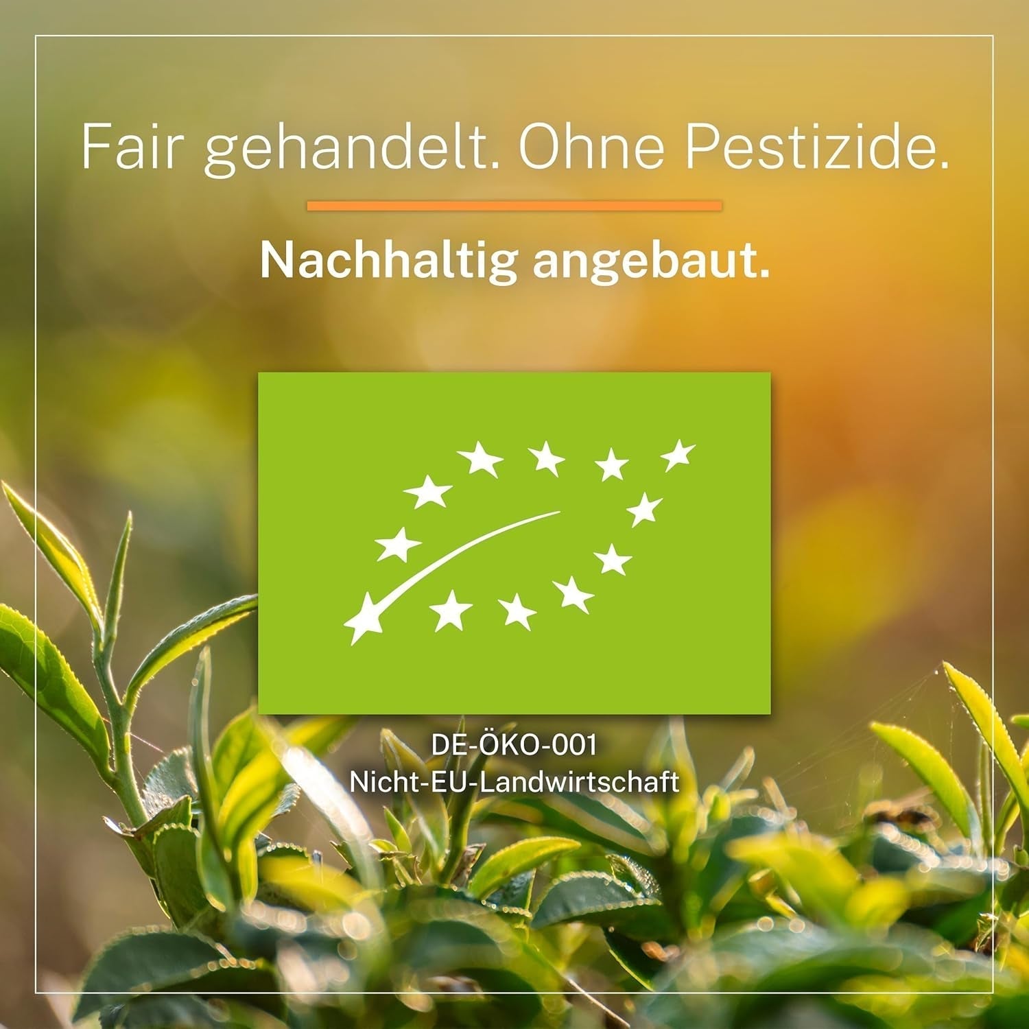 Ti Guan Yin Bio Oolong Tea 100g - Högkvalitativt ekologiskt Oolong-te från Kina - Wu Long (ceremoniell kvalitet) - För teälskare och kännare - Mycupoftea