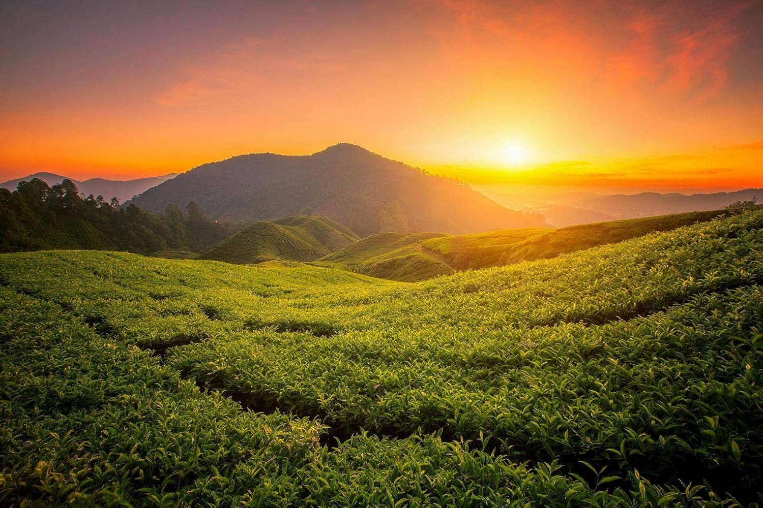 Tie Guan Yin Oolong Tea från Anxi, Kina | Skörd 2025 | Högkvalitativt kinesiskt Oolong-te | Premium kinesiskt te från traditionella plantager 100 g