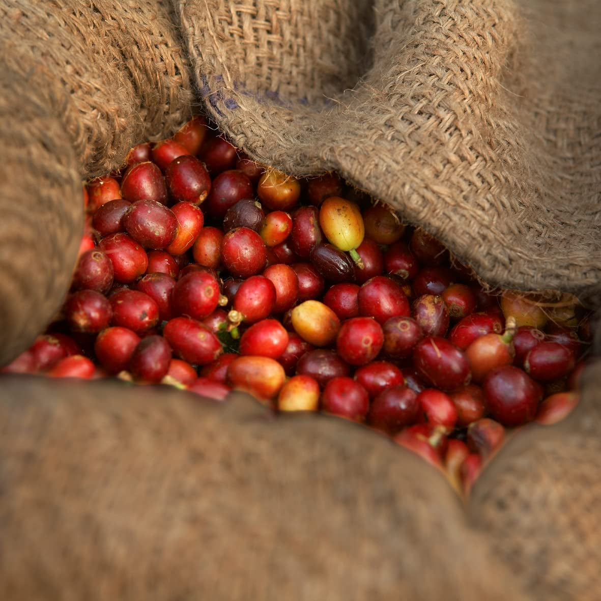 - Mocka 1000g | Strong coffee for Schümli and espresso from fully automatic machines | Helrostade kaffebönor | Med 90% Arabicabönor