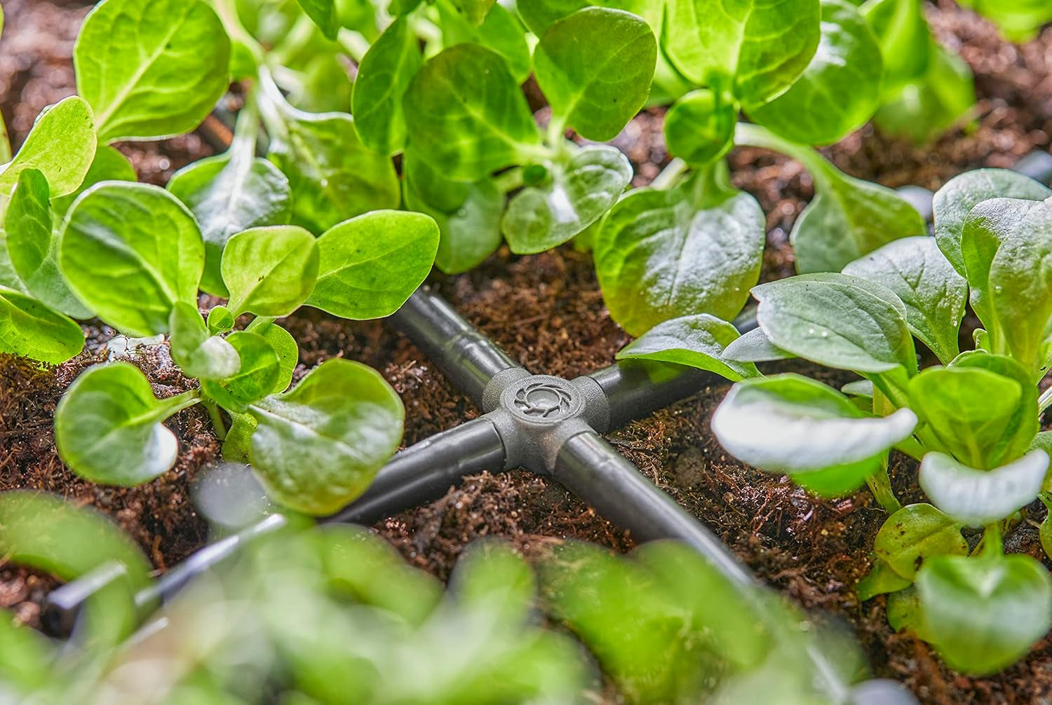 Gardena Micro-Drip-System - Korsanslutning 4,6 mm (3/16 tum): Tillbehör för grendistribution och droppledningar, knäckfri installation med Easy & Flexible anslutningsteknik (13214-20)