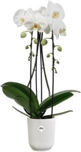 elho Vibes Fold Orchid High 12,5cm - Orkidékrukor inomhus - Blomkrukor inomhus - 100% återvunnen plast - Vit/Silkesvit