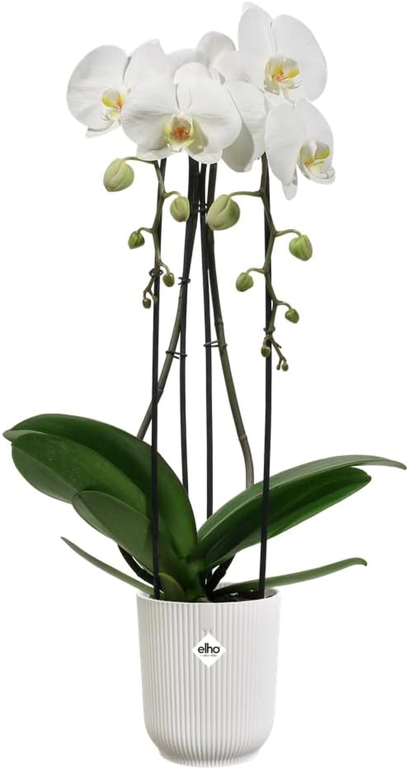 elho Vibes Fold Orchid High 12,5cm - Orkidékrukor inomhus - Blomkrukor inomhus - 100% återvunnen plast - Vit/Silkesvit