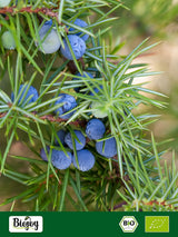 Biojoy ekologisk enbär (250 g), torkad och hel, utan tillsatser (Juniperus communis) Uttorkade produkter Naty Shop