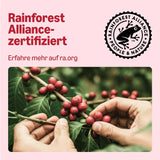 av Amazon Klassische Kaffeepads aus 100 % Arabica, geeignet für Senseo-Maschinen, 36 Stück (1 Packung mit 36 ​​​​Stück) – Rainforest Alliance-zertifiziert