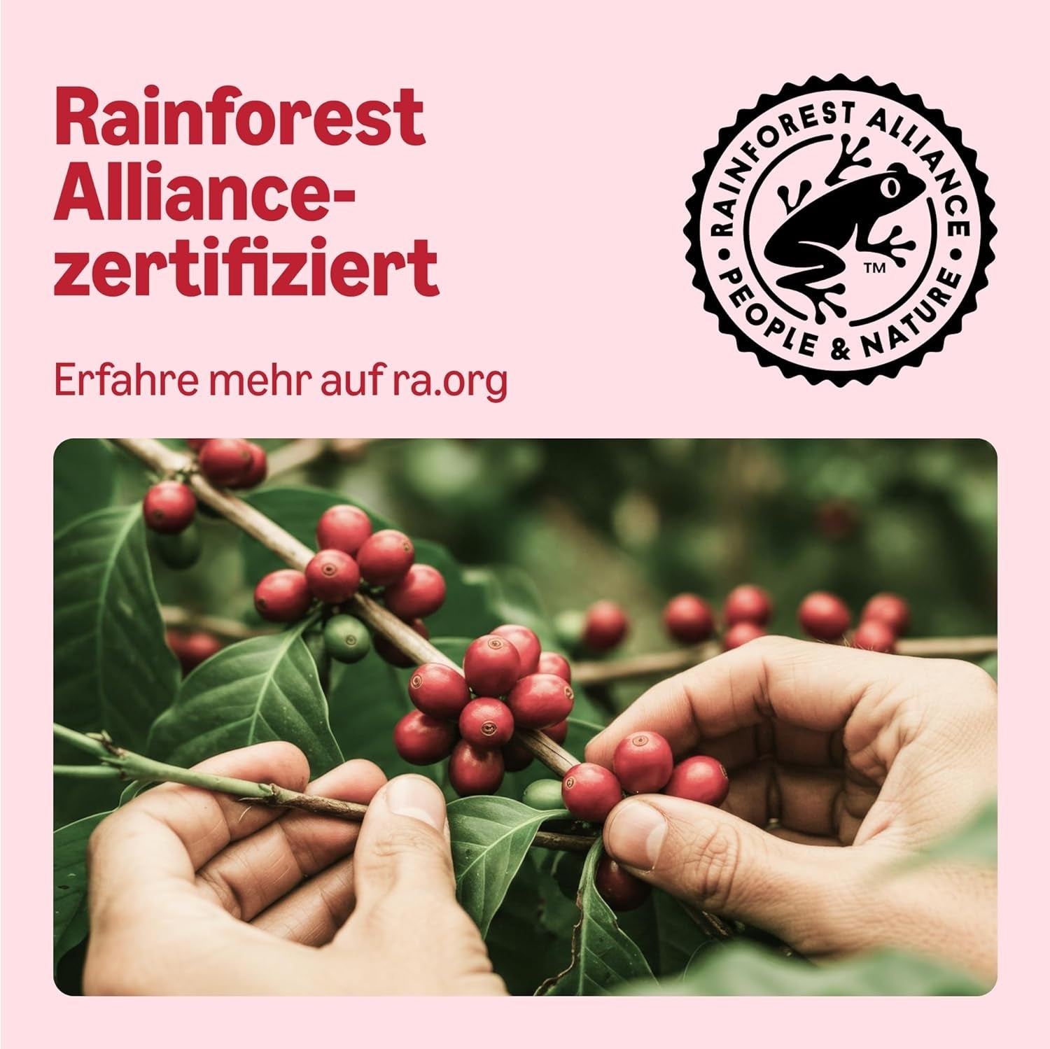 av Amazon Klassische Kaffeepads aus 100 % Arabica, geeignet für Senseo-Maschinen, 36 Stück (1 Packung mit 36 ​​​​Stück) – Rainforest Alliance-zertifiziert