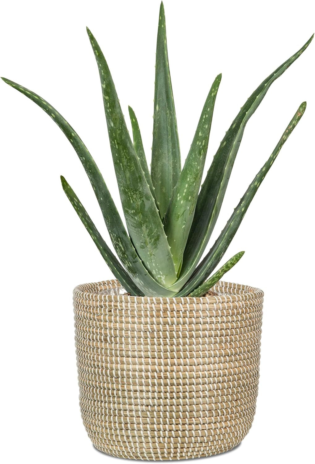 Scheurich Seagrass 17, korgkruka/sjögräskorg, färg: Vit, diameter 17 cm, höjd 16 cm, volym 3,5 l.