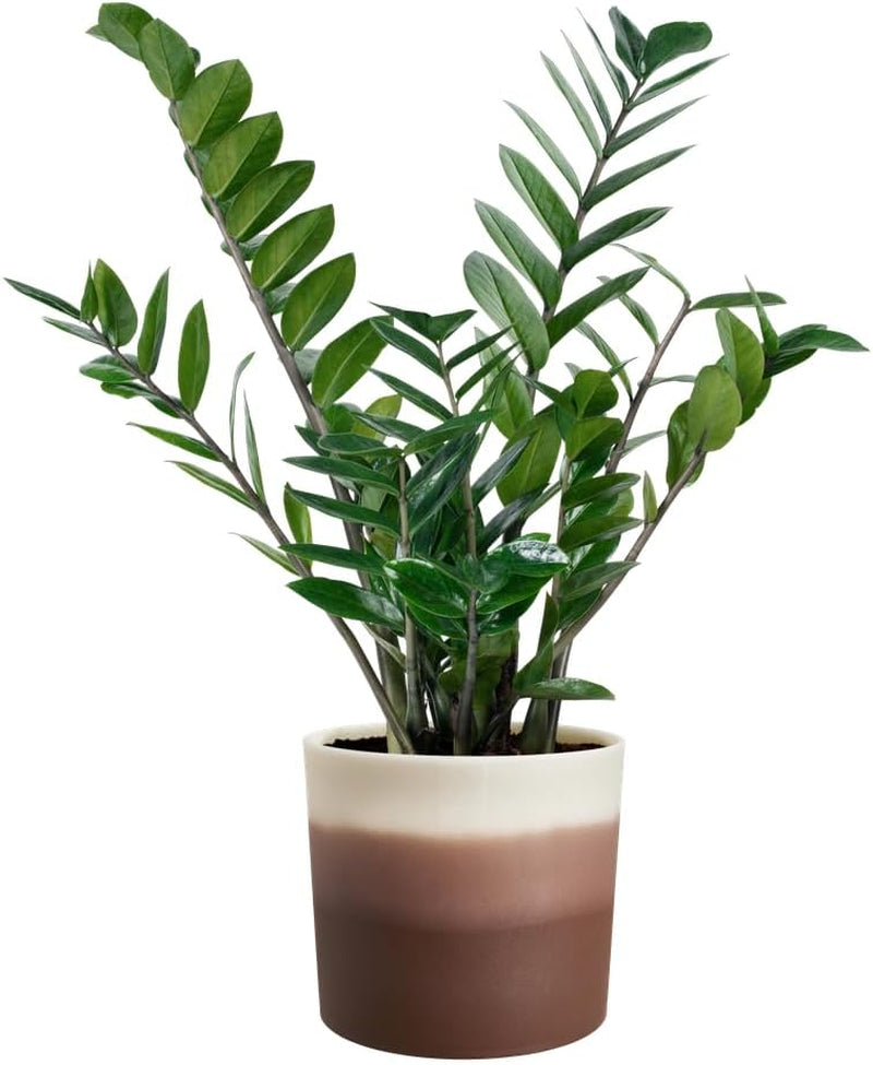 elho Rund kruka med färggradient 16 cm - Blomkrukor inomhus - 100% återvunnen plast - Ø 15,9 x H 14,7 - Brun/Cederbrun
