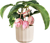 Rund kruka elho Facet 17cm - för inomhusbruk - 100% återvunnen plast - Ø 16,6 x H 14,9 cm - Rosa/Mandelrosa