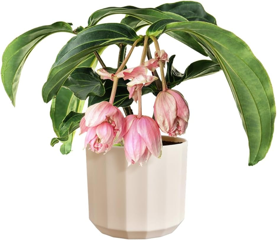 Rund kruka elho Facet 17cm - för inomhusbruk - 100% återvunnen plast - Ø 16,6 x H 14,9 cm - Rosa/Mandelrosa