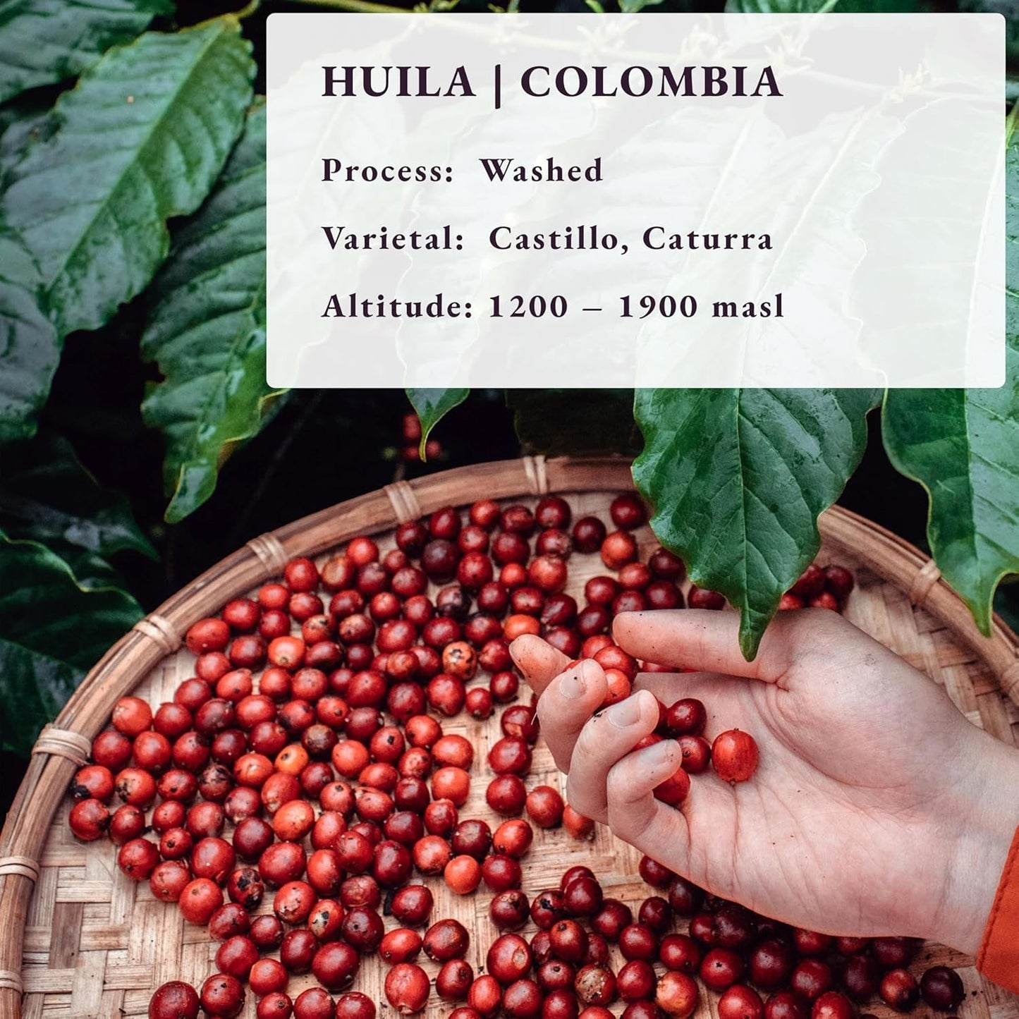 Rostade efter beställning ~ färskaste specialkaffebönor | 80 CUP Rosteri | Colombia Huila, Single Origin(1kg) Spezialitäten Kaffeebohnen, Frisch Geröstet