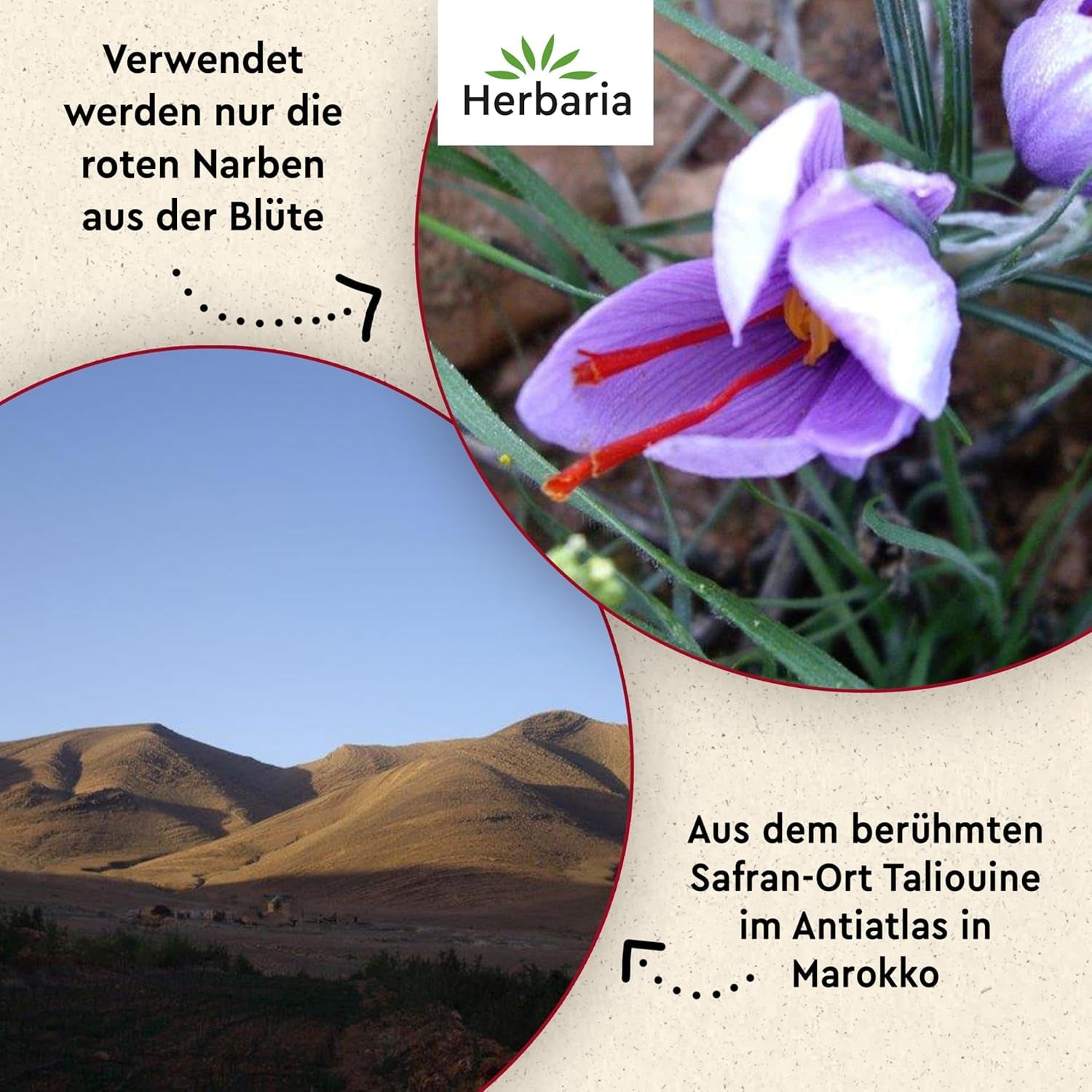 Herbaria Safran-Fäden bio 0,5g im Glas – Bio Saffron-Fäden aus dem bereicht Safran-Ort Taliouine i Marokko – Safranfäden in Premium Bio-Qualität – Saffron Premium - Safran première catégorie