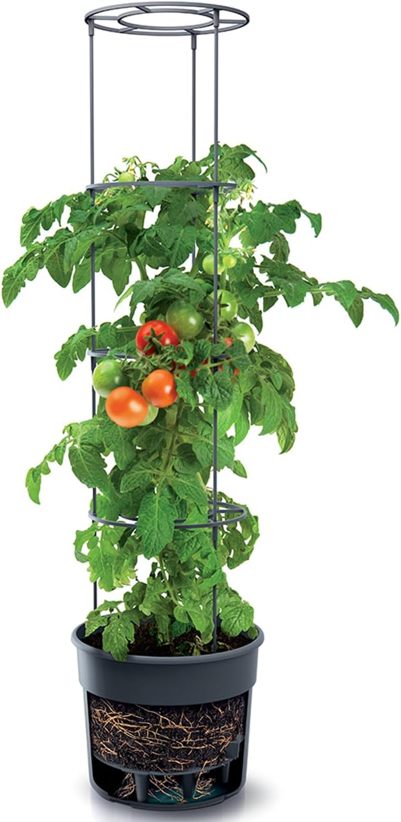 Prosperplast tomatplantakrukor med spaljé – Kraftig plastkruka | Antracit | Väder- och UV-beständig | 29,5 x 115,2 cm | Perfekt för trädgården och terrassen