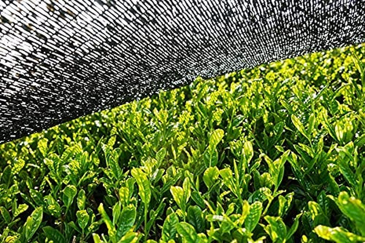 Matcha BIO pulver 100 g I Inga tillsatser - 100% naturligt I Premium japanskt matcha te I grönt te-pulver från