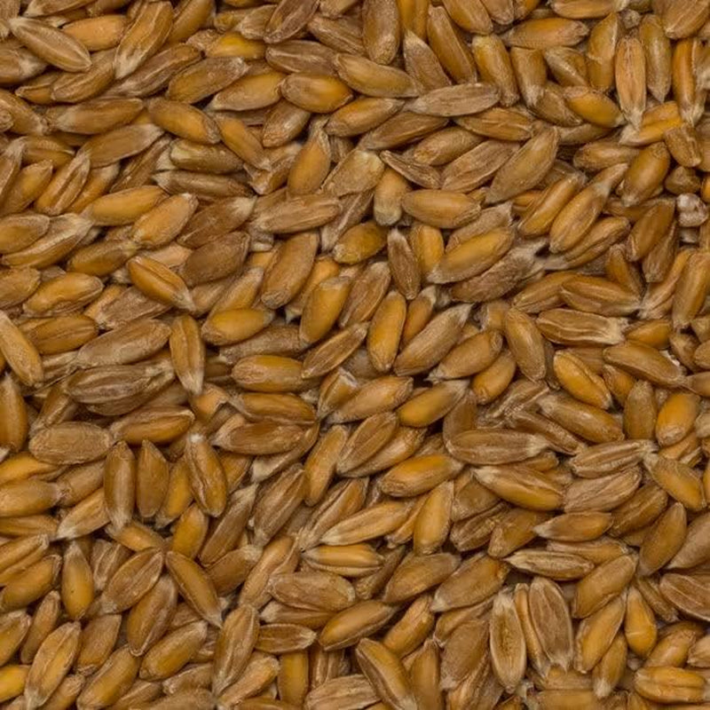 Wholefood Earth Ekologiska dinkelkorn – 3 kg | Icke-GMO | Vegan | Rik på fibrer | Certifierad ekologisk
