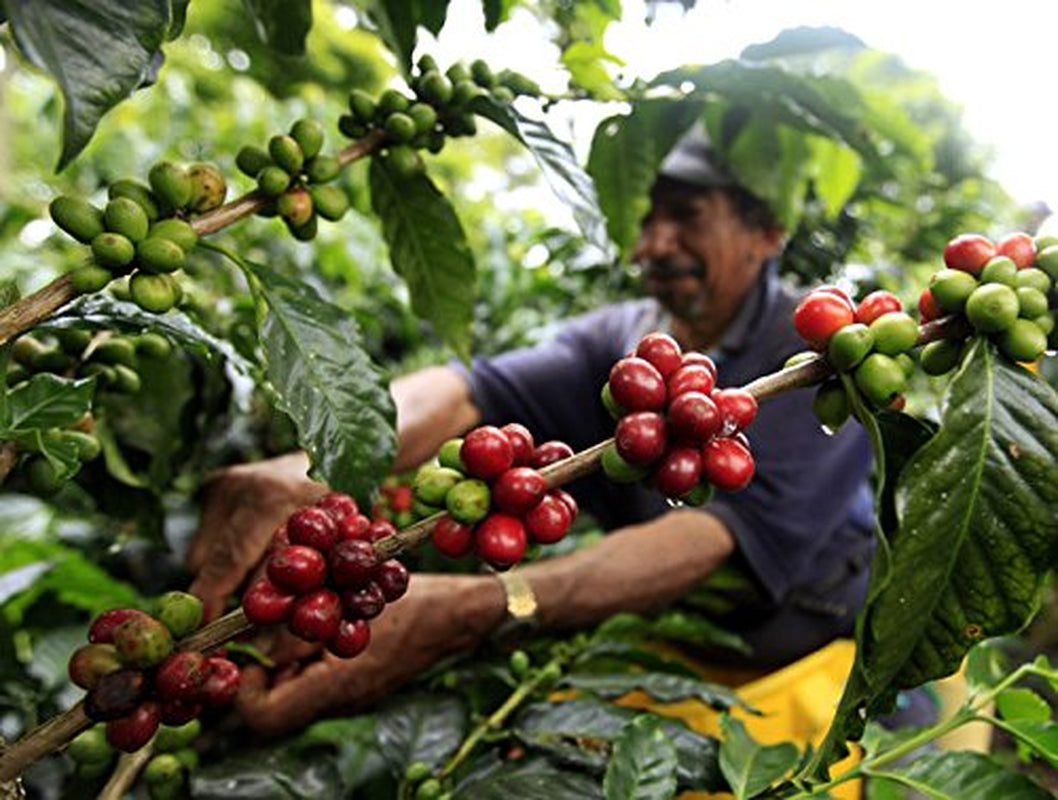 100 % naturliga Arabica-kaffebönor 1 kg – Intensivt rostat espressokaffe med en blandning av colombianskt och brasilianskt ursprung – rättvis handel.
