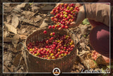 Specialkaffe från Sydamerika - Galapagos, öarnas unika ekosystem (1 000 gram, hela bönor) - kaffe med ett ursprung - premiumkaffe - låg syra - lätt rostat och färskt